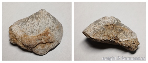 Spiriferida, Licharewia latiareata