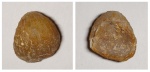 Terrakea hemisphaeroidalis