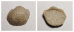 Cancrinella hemisphaeroidalis