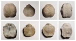 Aulosteges species (horrescens, wangenheimi, fragilis, gigas)