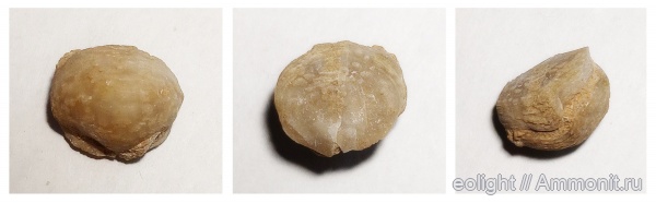 brachiopoda, Permian