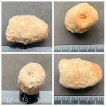 Protodysidea mjatshkowi или результат селективной минерализации по ходам роющих организмов.