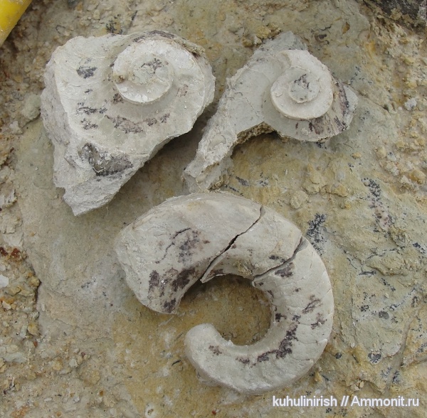 Nautilida, Mosquoceras