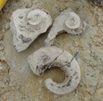 Mosquoceras