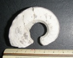 Mosquoceras