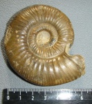 Indosphinctes