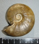 Kosmoceras enodatum