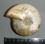 Rondiceras