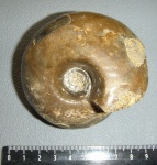 Rondiceras