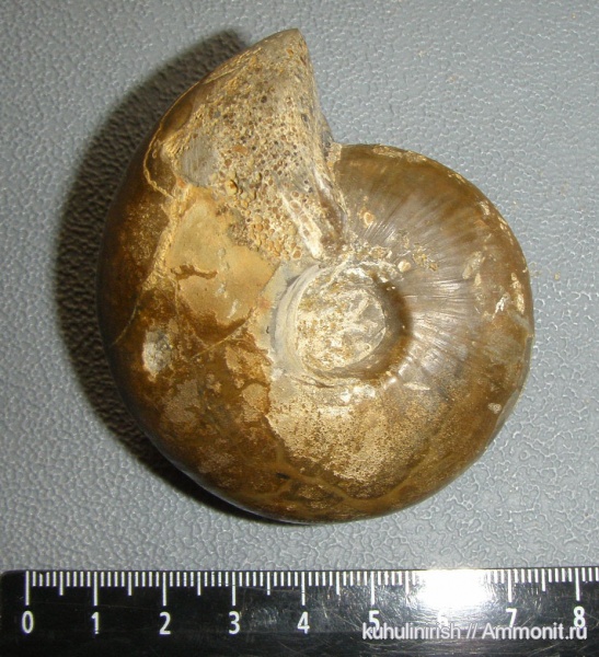 Rondiceras