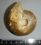 Rondiceras