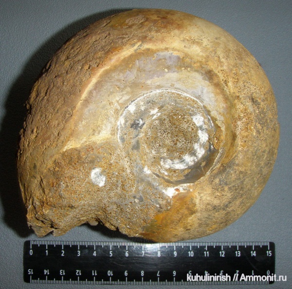 Rondiceras