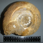 Rondiceras