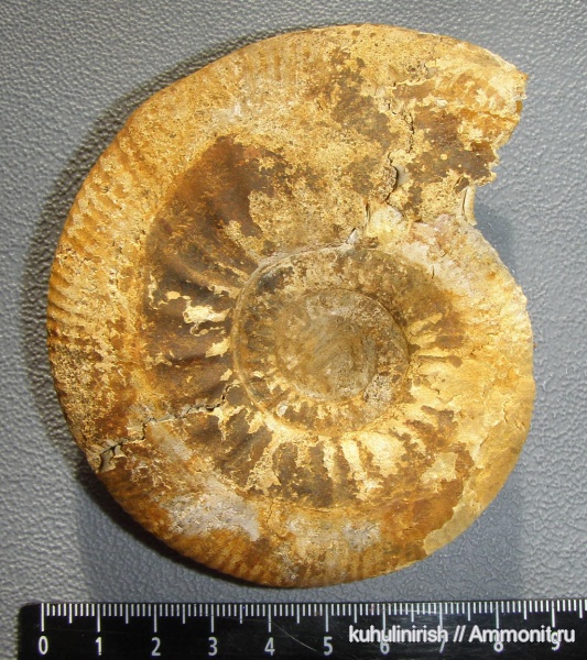 Indosphinctes