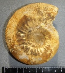 Indosphinctes