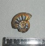 Virgatites pallasianus