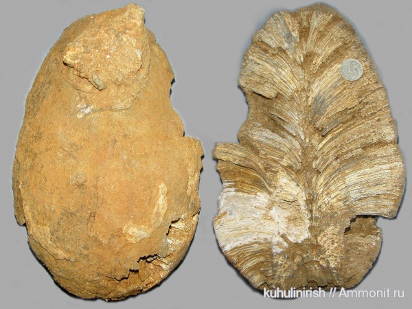 Chaetetes