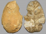 Chaetetes