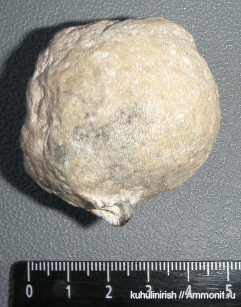 Chaetetes