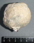 Chaetetes