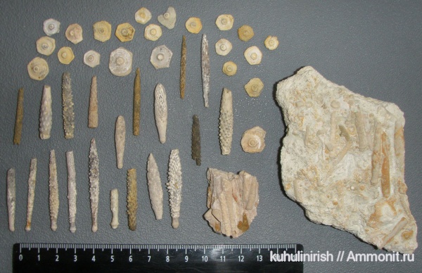 Archaeocidaris