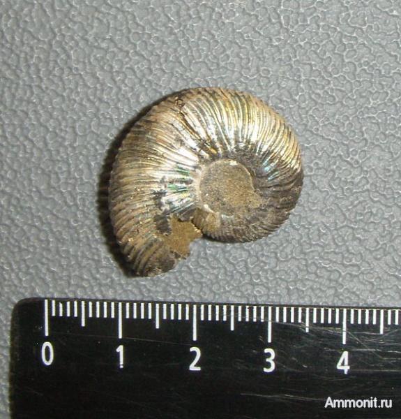 Virgatites