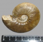 Kosmoceras enodatum
