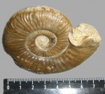 Indosphinctes