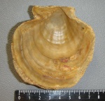 Chlamys
