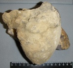Chaetetes