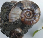 Eogaudryceras
