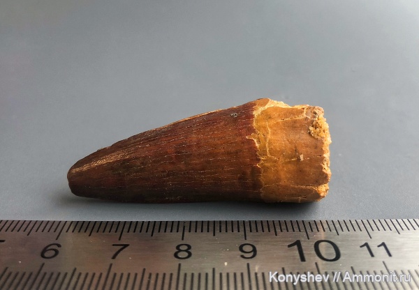 мел, Марокко, Spinosaurus aegyptiacus, Spinosaurus