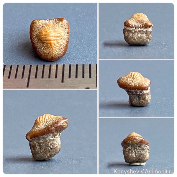 мел, сеноман, зубы акул, Ptychodus, Шацк, Малый Пролом, Ptychodus marginalis
