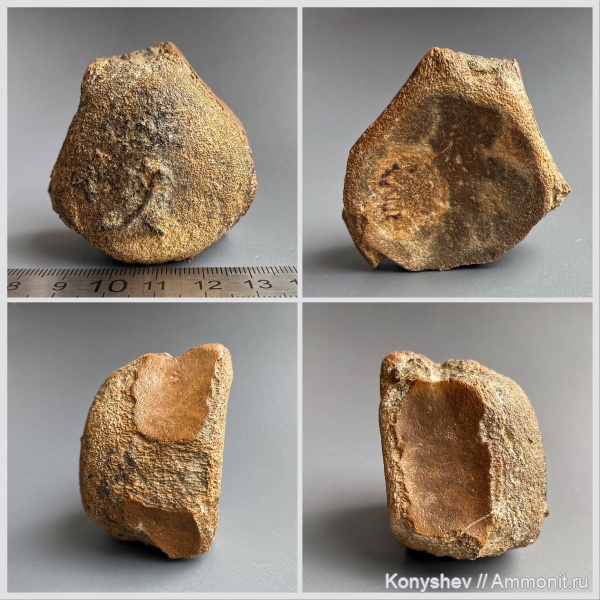 мел, мозазавры, маастрихт, позвонки, Mosasauridae, Maastrichtian