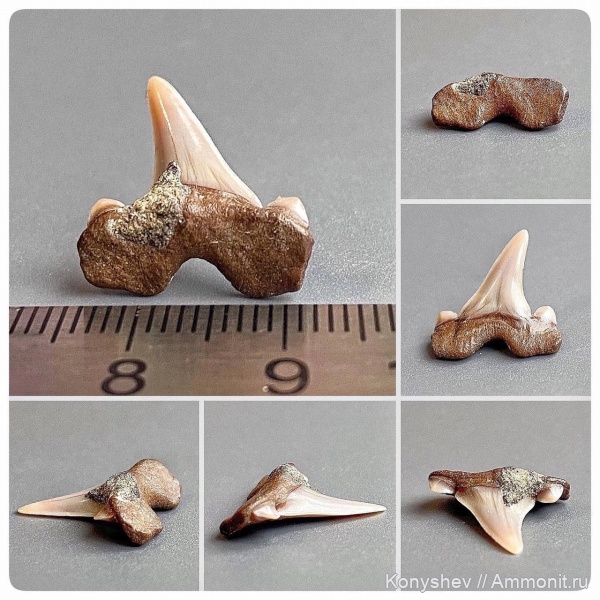 мел, Cretalamna, сеноман, зубы акул, Cretolamna catoxodon, Тамбовская область