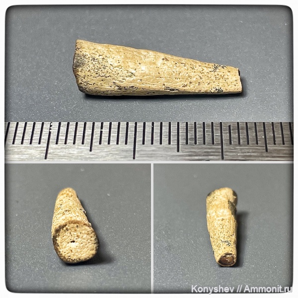 мел, сеноман, Protosphyraena, Тамбовская область
