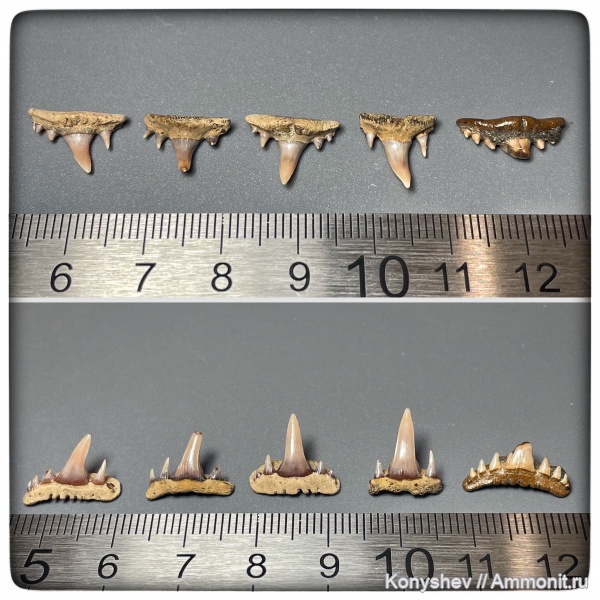 мел, сеноман, зубы акул, Paraorthacodus, Paraorthacodus recurvus, Тамбовская область