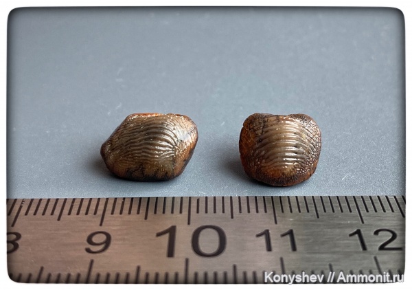 мел, сеноман, зубы акул, Ptychodus, Ptychodus mammillaris