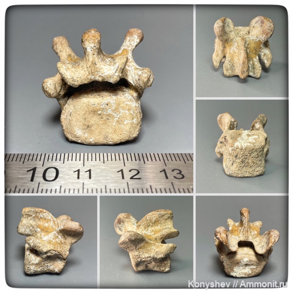 миоцен, Крым, позвонки, тюлени, Monachopsis pontica, Monachopsis