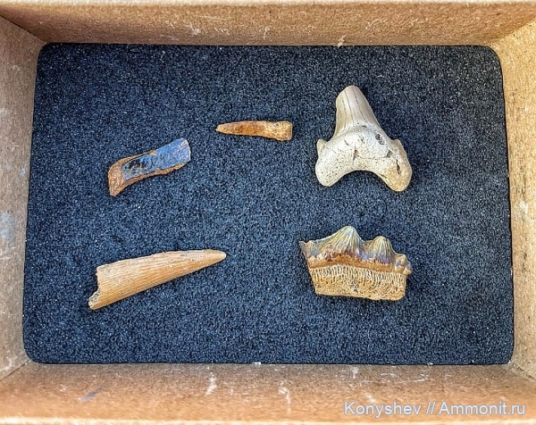 мел, водные рептилии, сеноман, зубы акул, Polyacrodus, чешуя, Elasmosaurus, Ornithocheiridae, Polyacrodus illingworthi, чешуя рыб, Dwardius