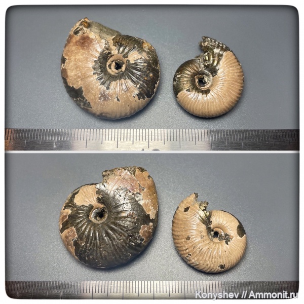 аммониты, юра, Михайлов, Funiferites, Funiferites patruus, Funiferites allae, Jurassic