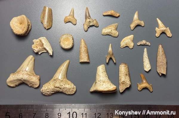 мел, водные рептилии, химеры, Plesiosaurus, Squalicorax, зубы акул, Polyacrodus, Cretoxyrhina, Protosphyraena, Ichthyodectiformes, Enchodus, Heterodontus, Pseudoscapanorhynchus