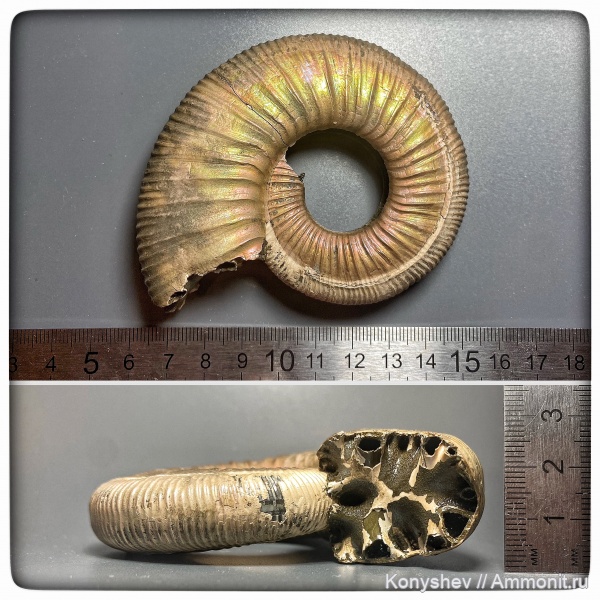аммониты, юра, Михайлов, Binatisphinctes, Binatisphinctes mosquensis