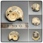 Свежий Erymnoceras