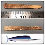 Ростр Rhamphoichthys?