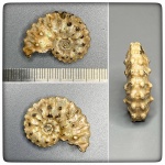 Kosmoceras castor, хотелось бы…