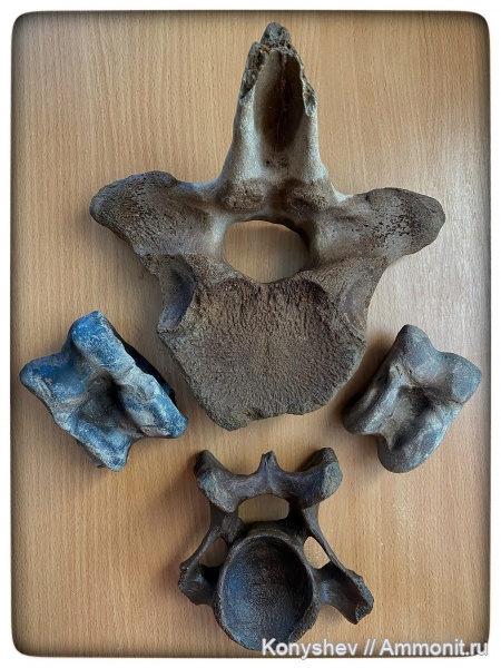 мамонты, плейстоцен, шерстистые носороги, бизоны, позвонки, Mammuthus, астрагал