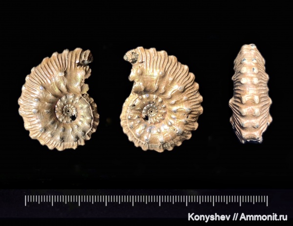 аммониты, юра, Михайлов, Kosmoceras, келловей