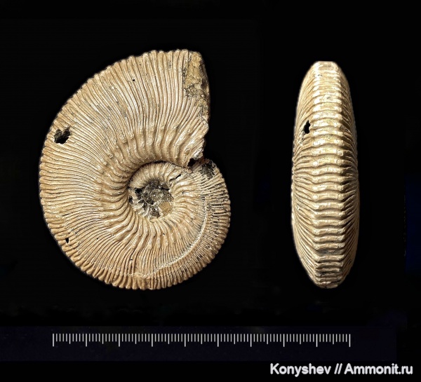 аммониты, юра, Михайлов, Kosmoceras, келловей, Kosmoceras proniae