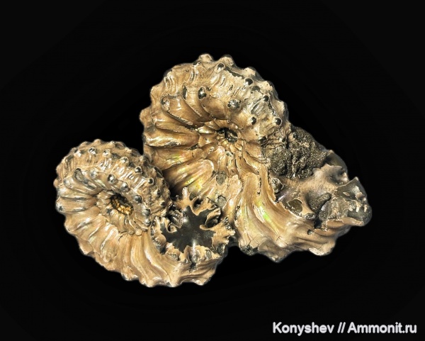 аммониты, юра, Михайлов, Kosmoceras, келловей, Kosmoceras gemmatum